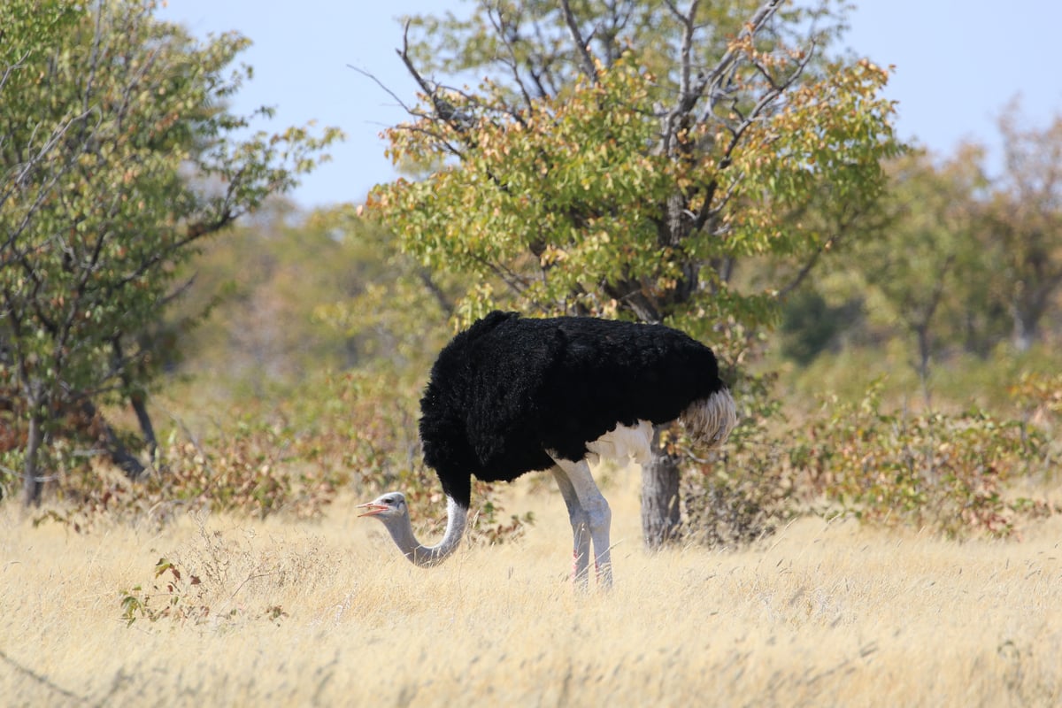 etosha ostrich