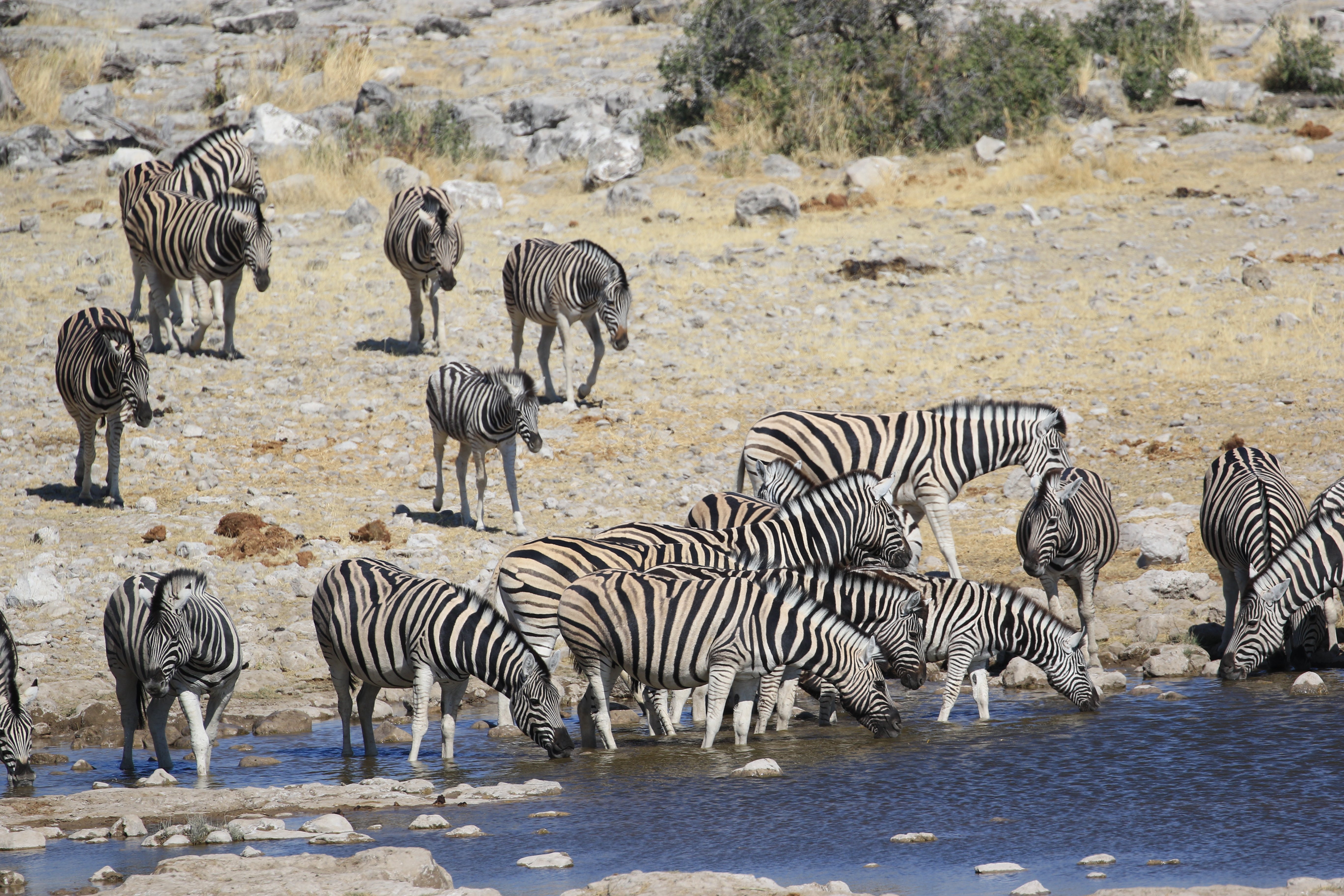 etosha watering hole zebra herd