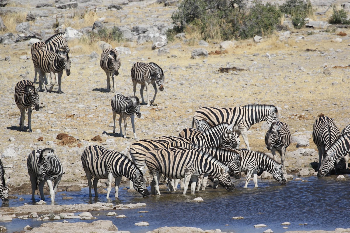 etosha watering hole zebra herd