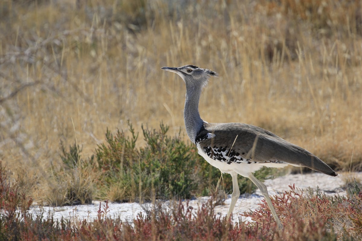etosha kori bustard