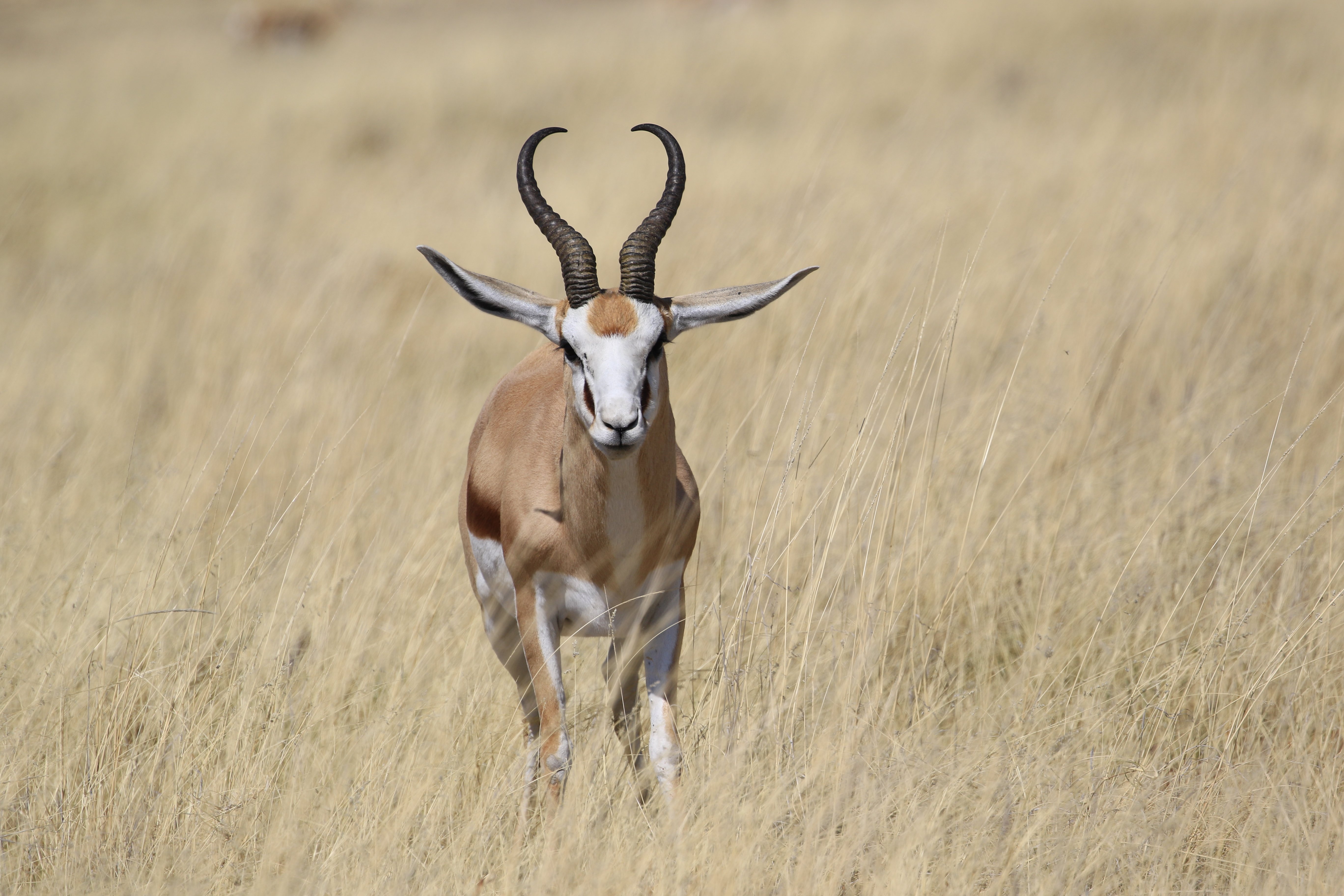 etosha antelope