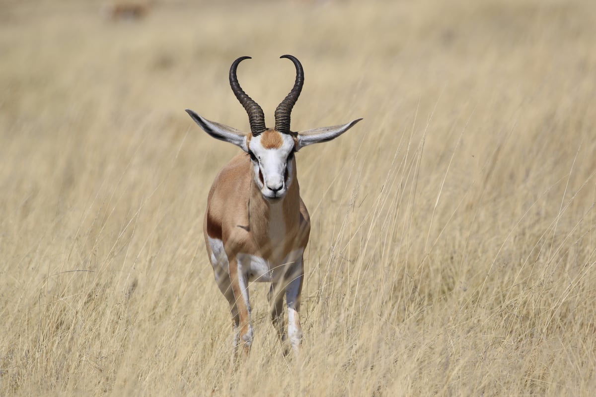 etosha antelope