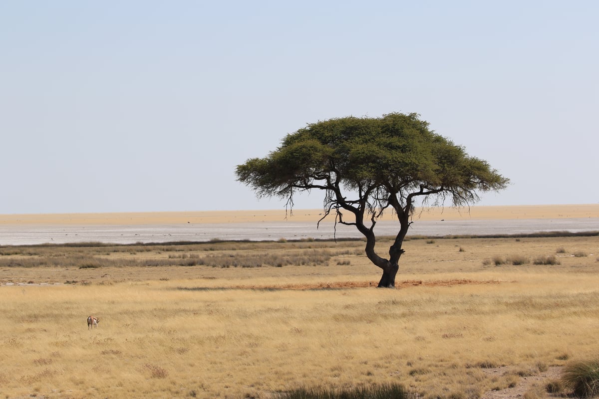 etosha acacia tree