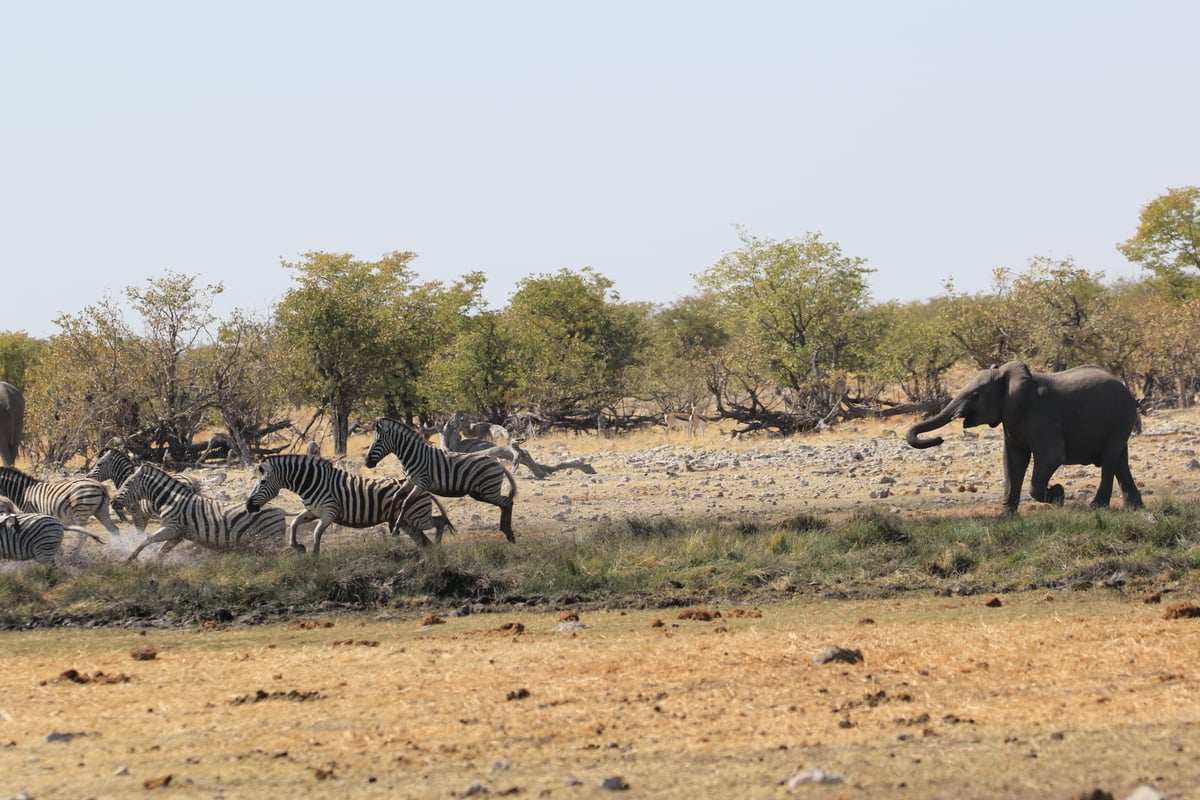 etosha elephant chasing zebra