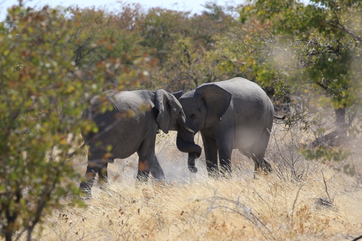 elephants playing 3