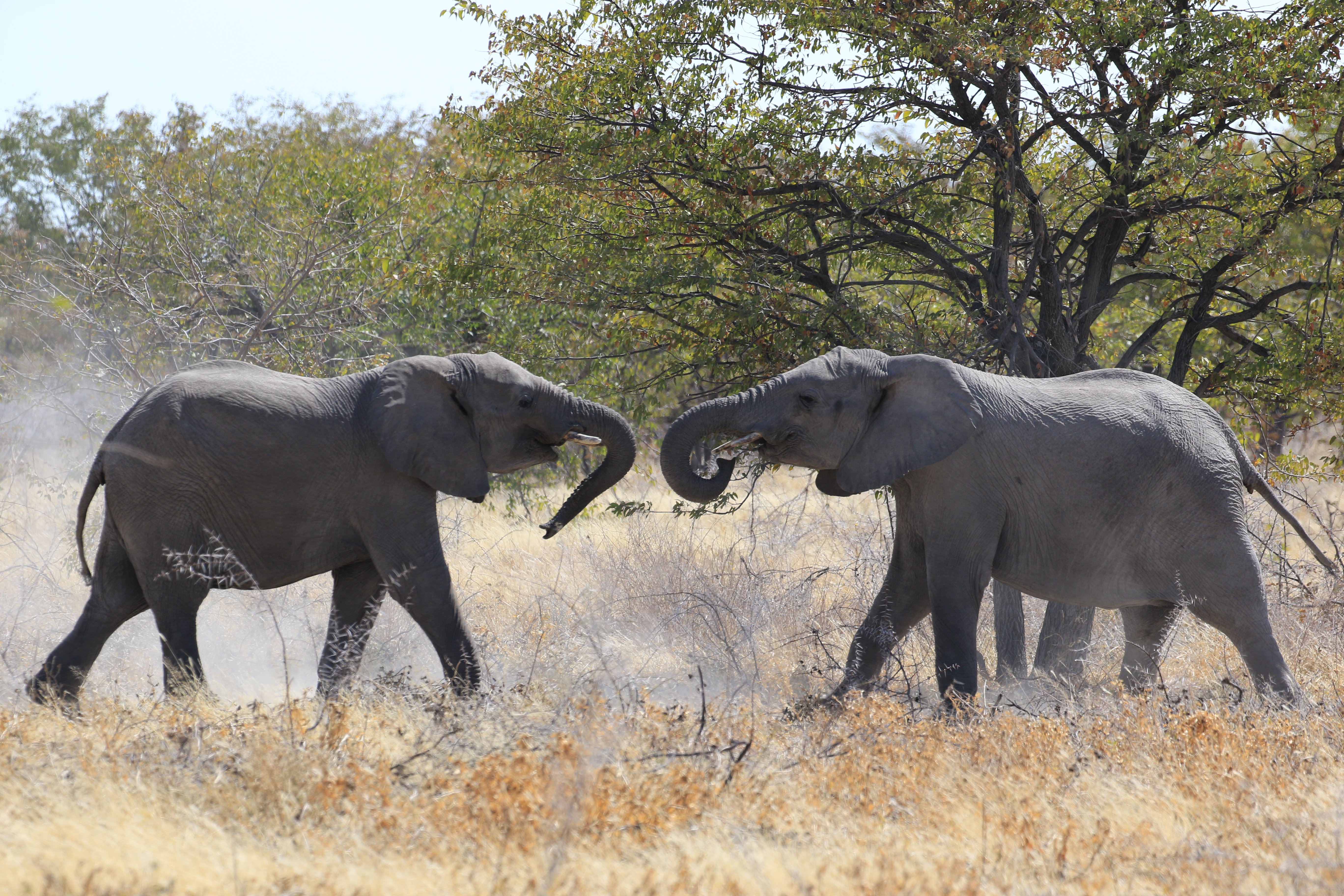 etosha elephants playing 1