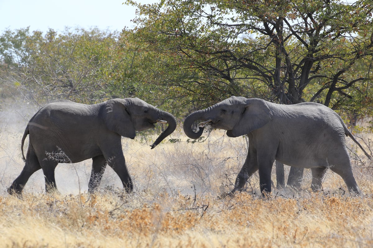 etosha elephants playing 1