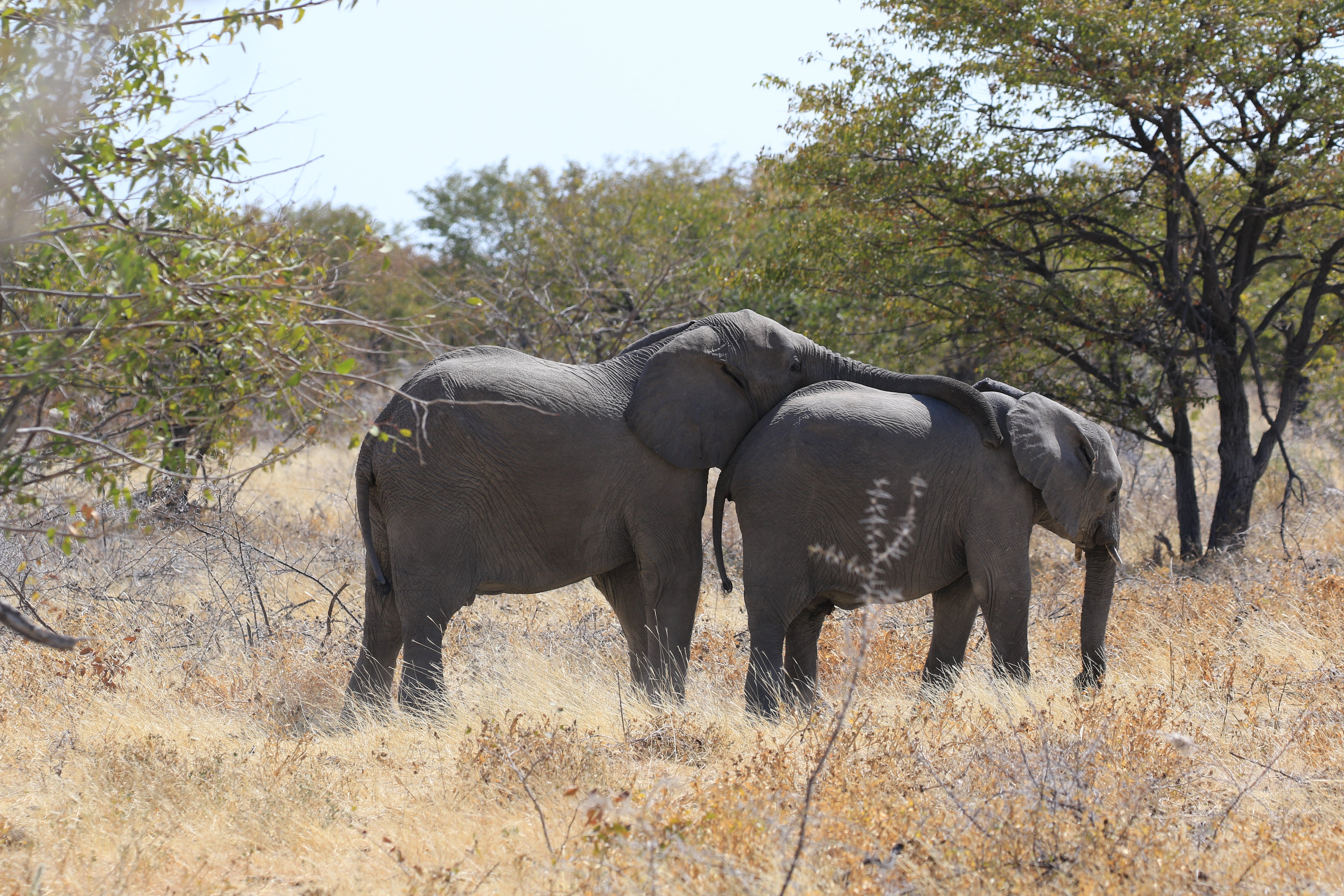 elephants playing 2