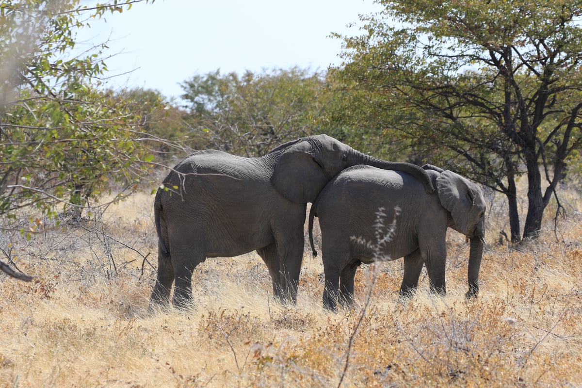 elephants playing 2