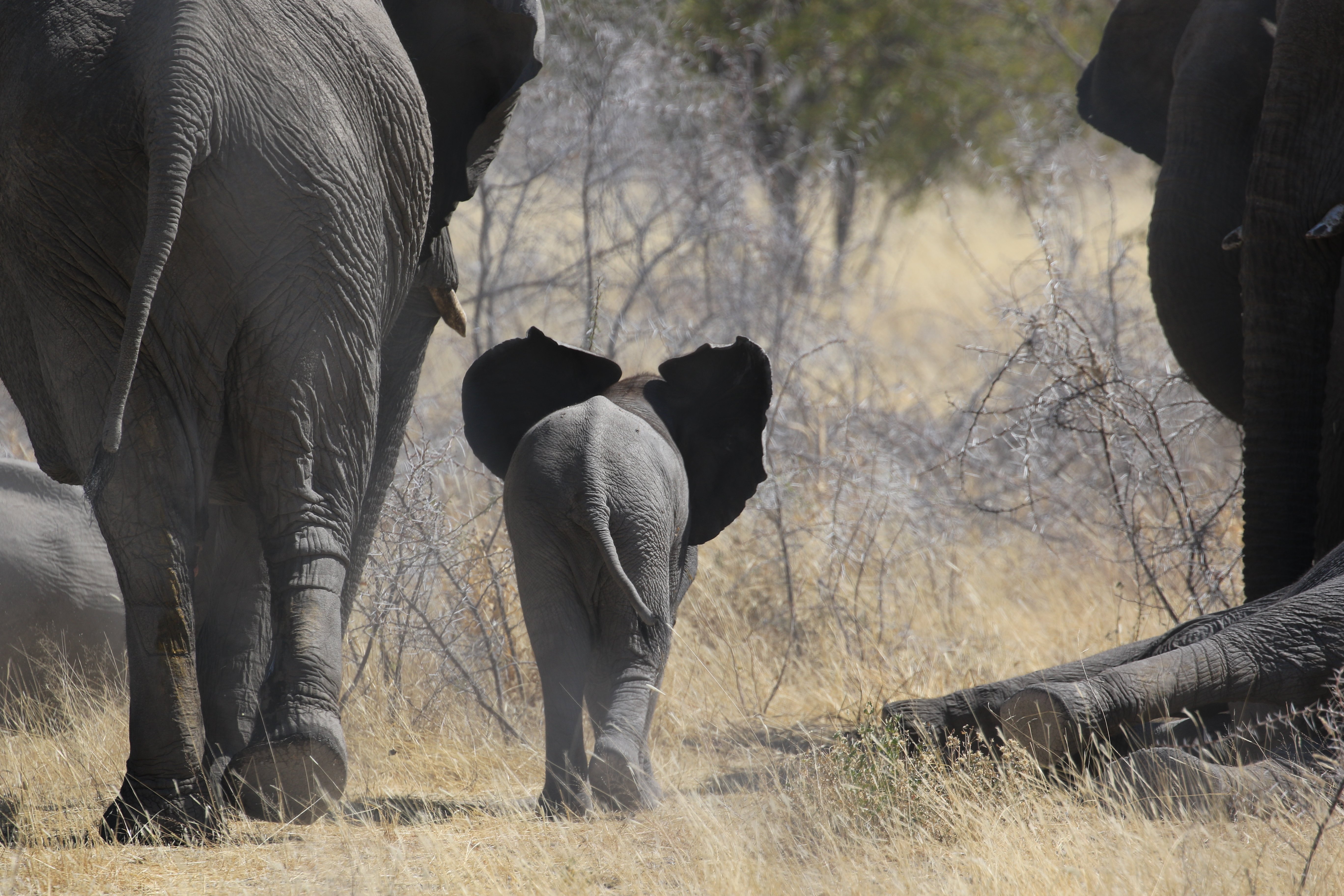 etosha mom and baby 2