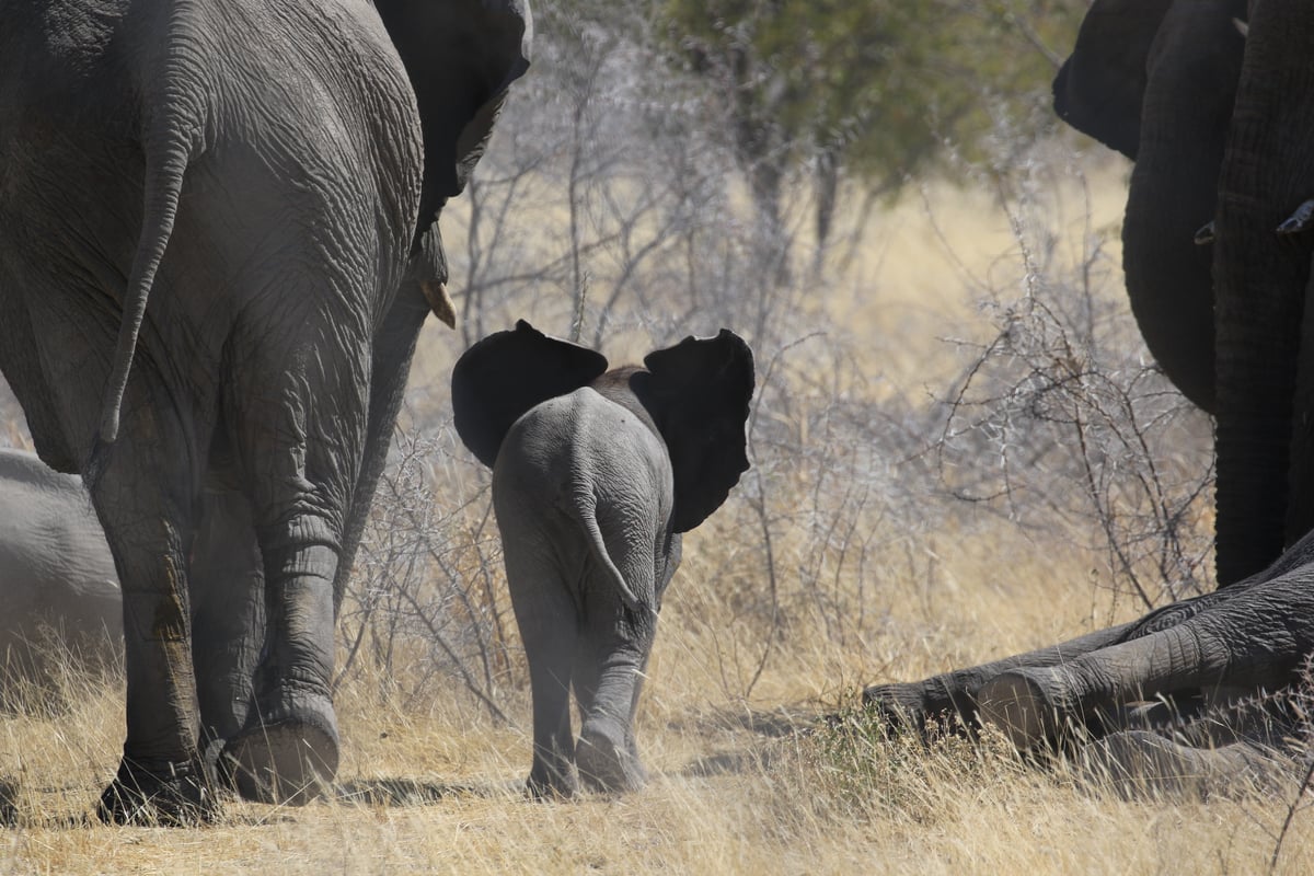 etosha mom and baby 2