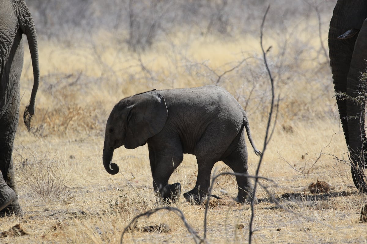 etosha baby elephant