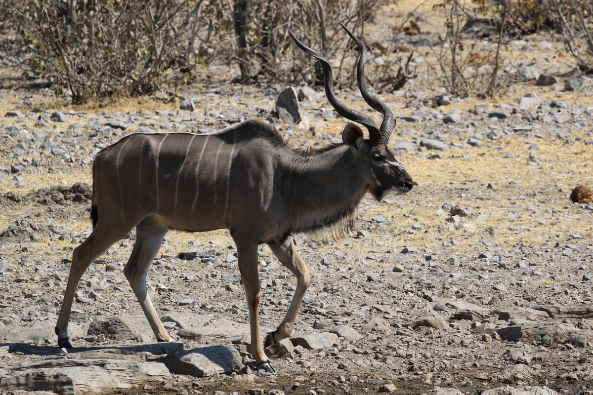 etosha male greater kudu