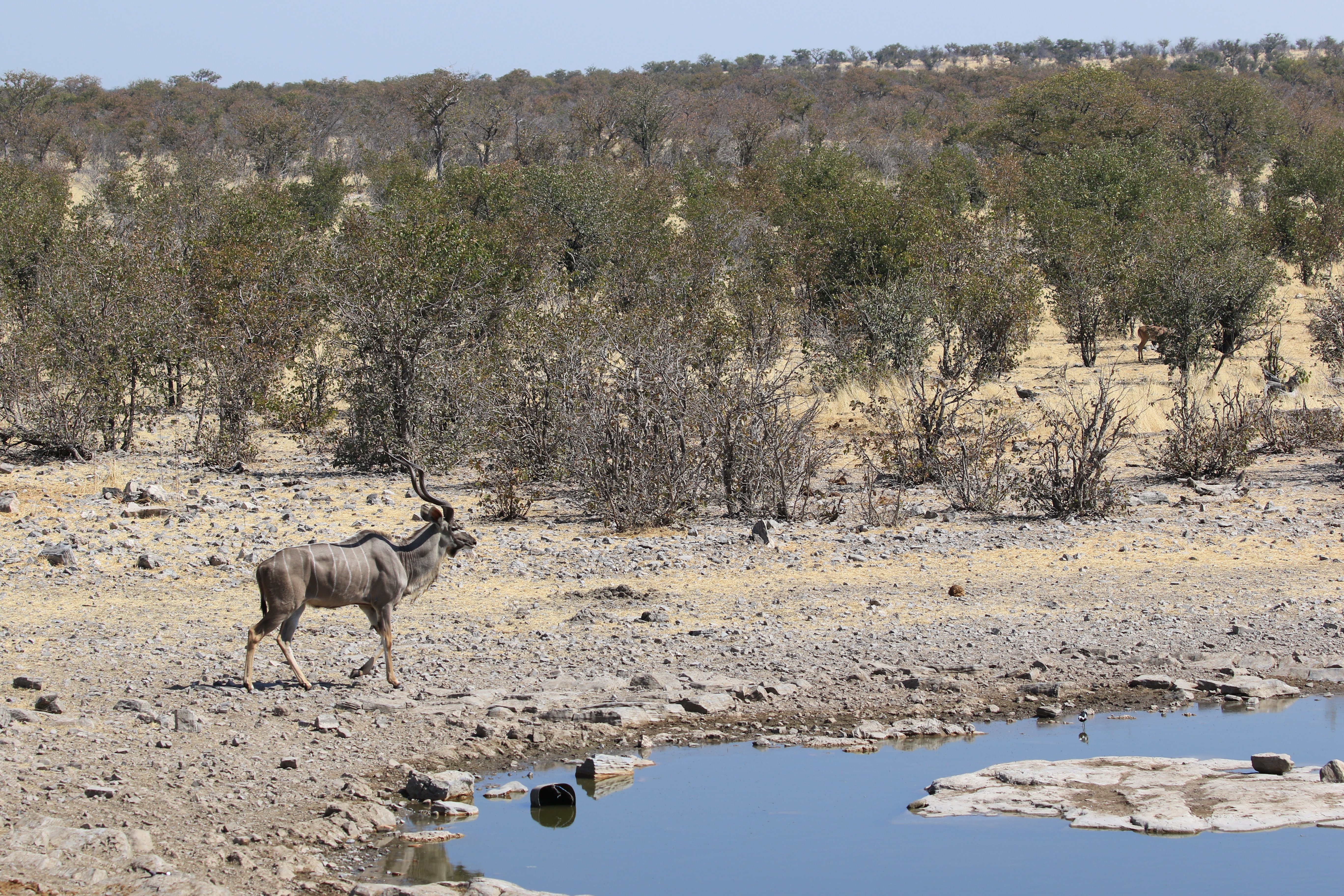 etosha male greater kudu 2