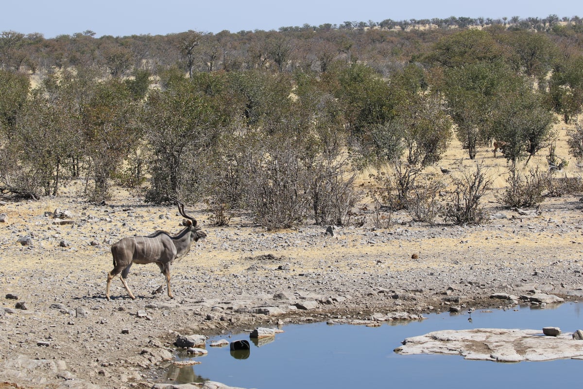 etosha male greater kudu 2