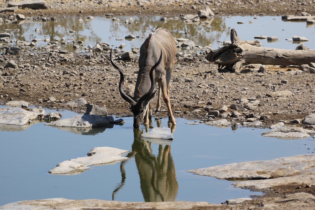 etosha male greater kudu 3