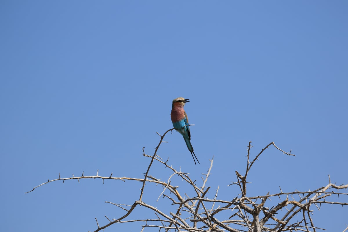 etosha lilac-breasted roller