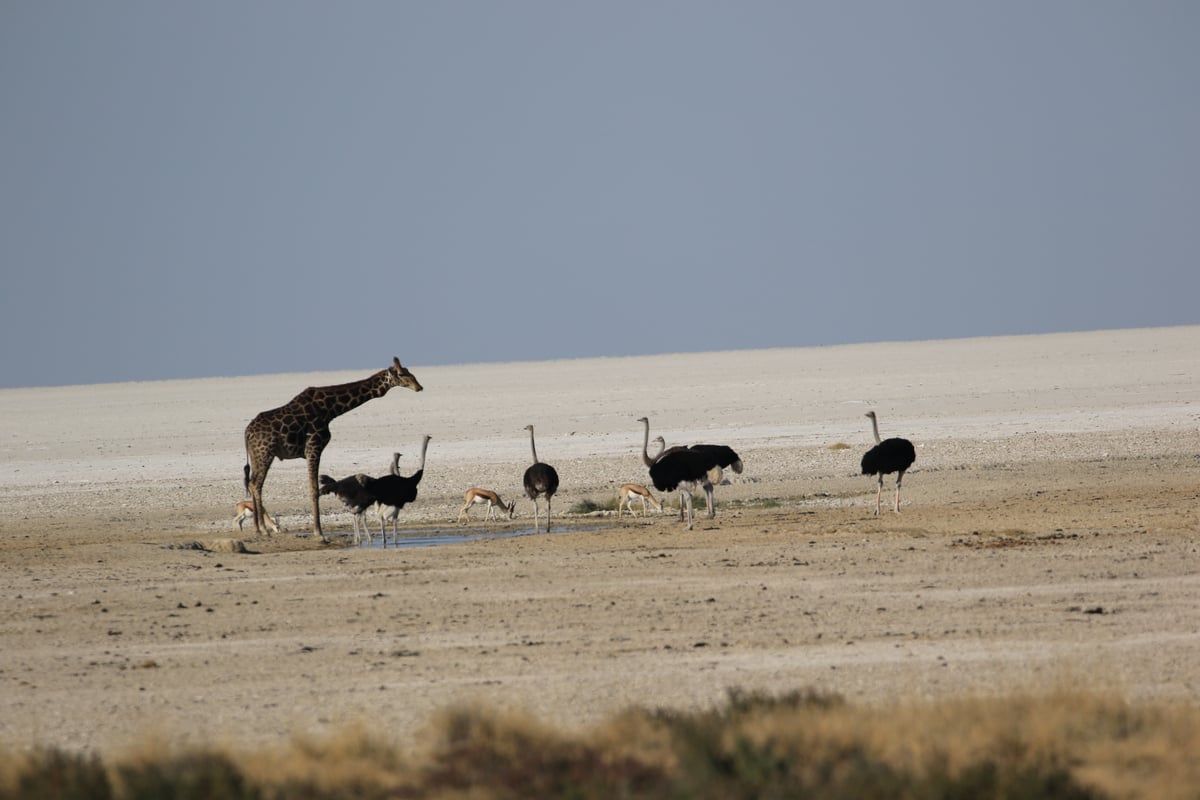 etosha salt pan watering hole