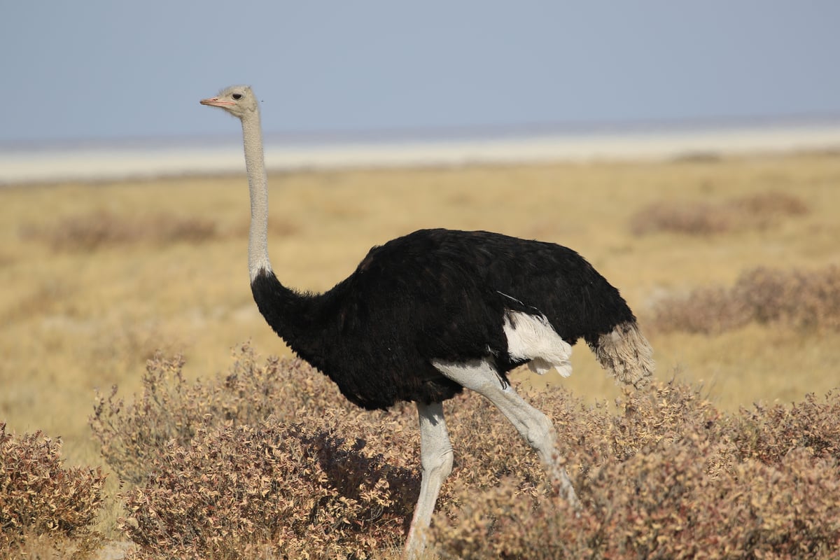etosha ostrich 2
