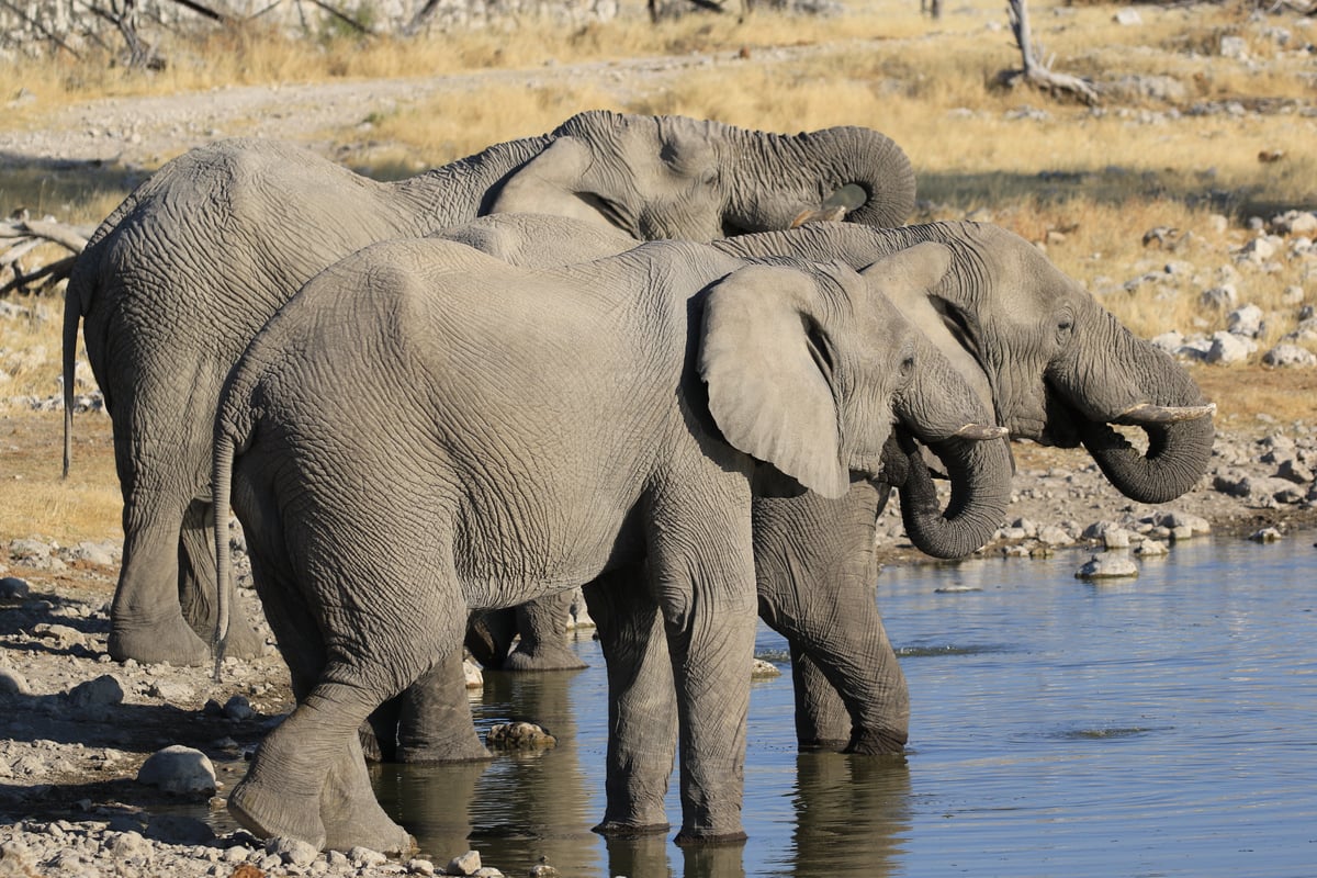 etosha elephants at watering hole