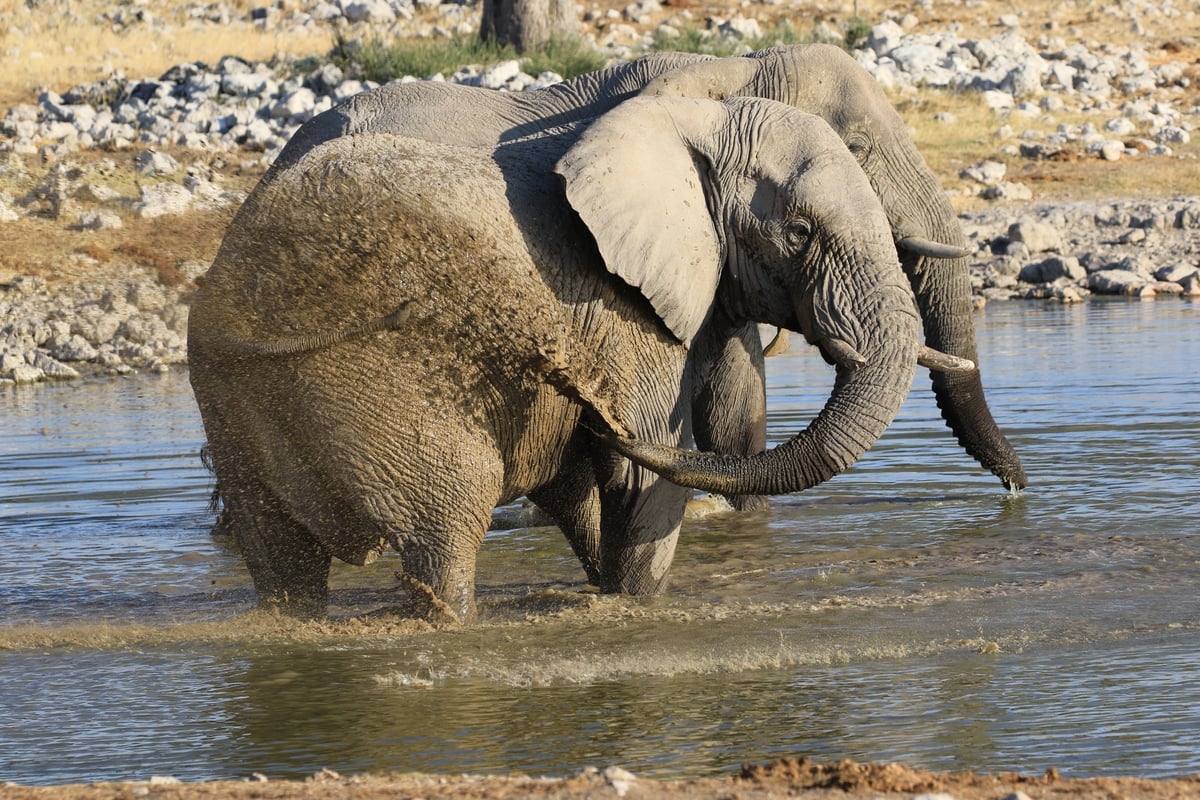 etosha elephant at watering hole 2