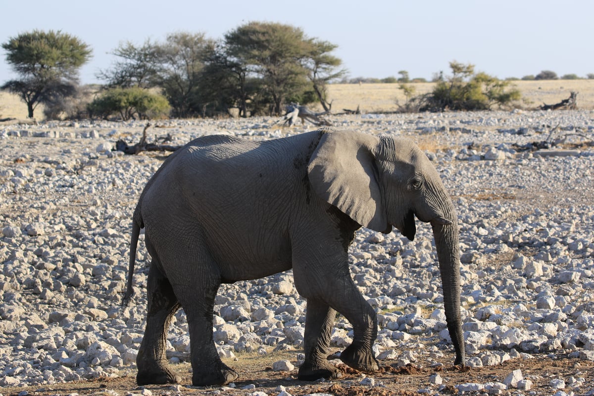 etosha elephant