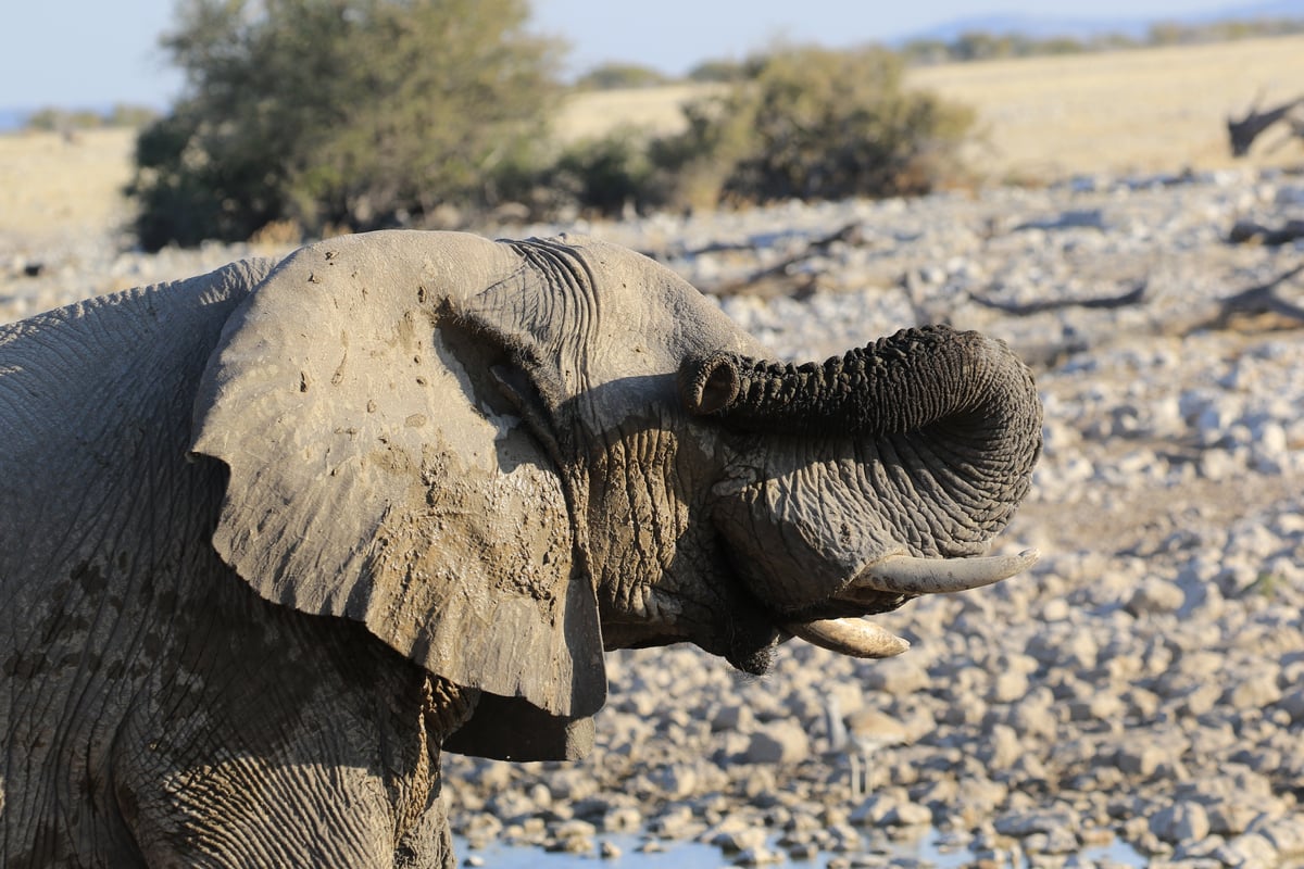 etosha elephant eye itch
