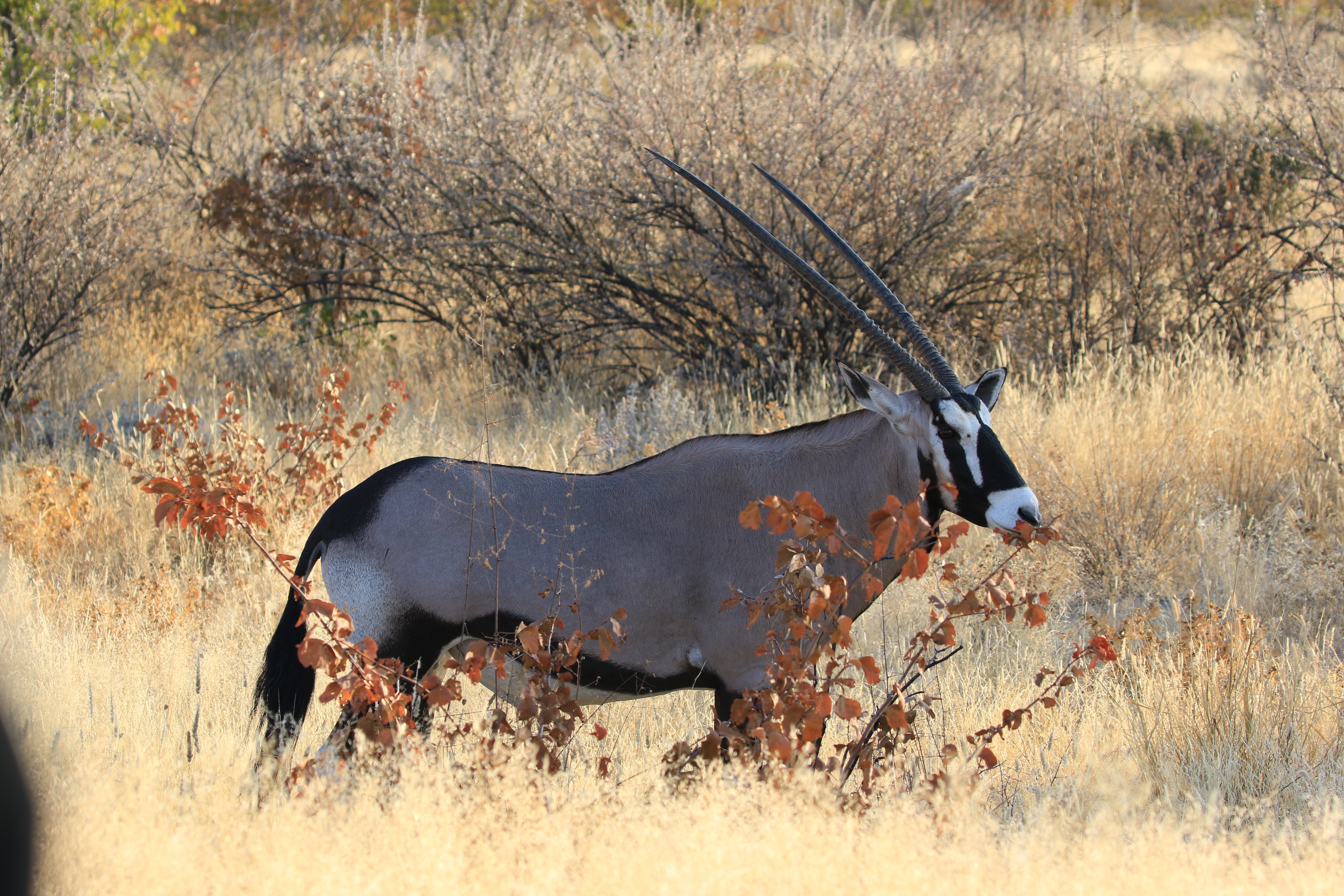 etosha oryx 3