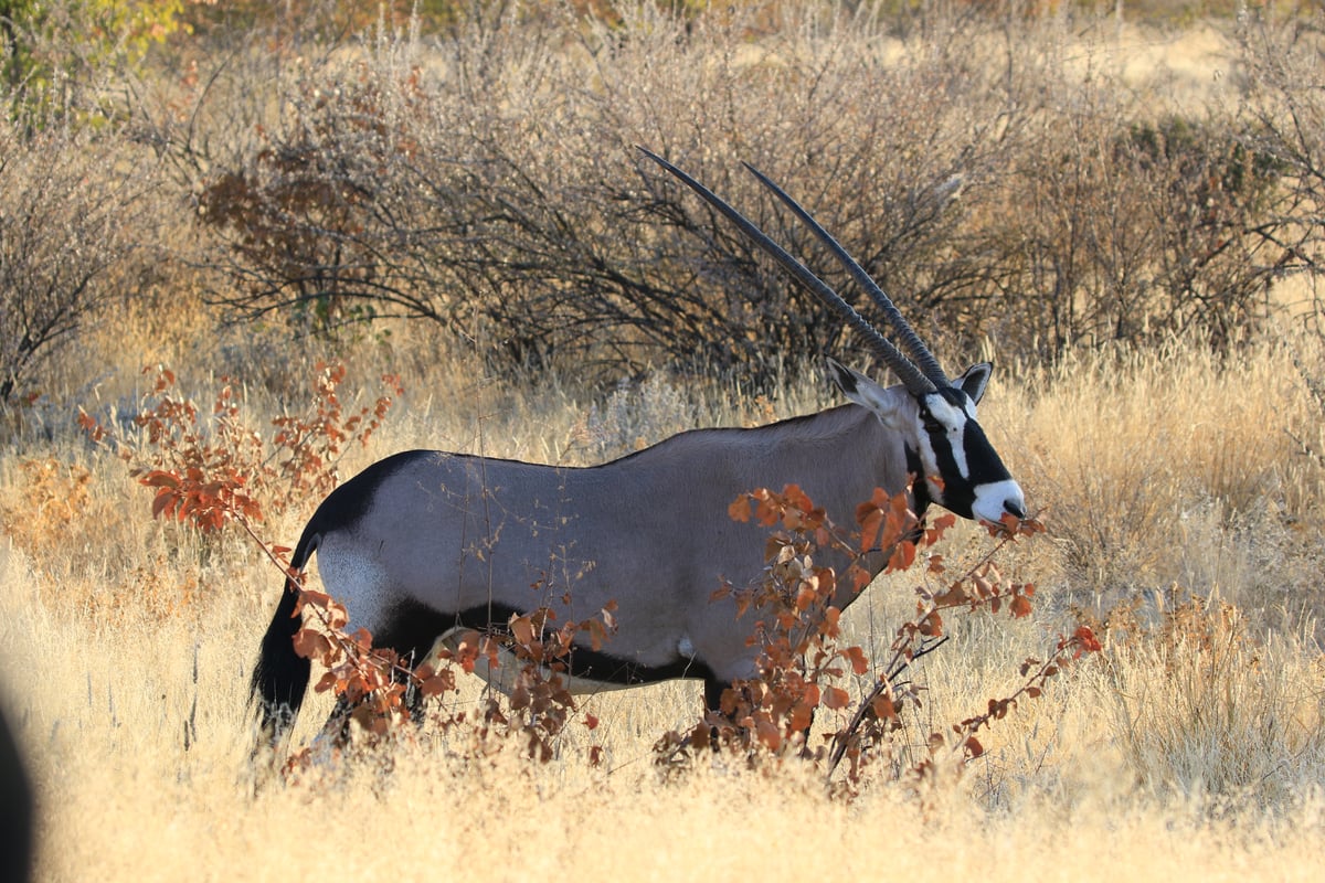 etosha oryx 3