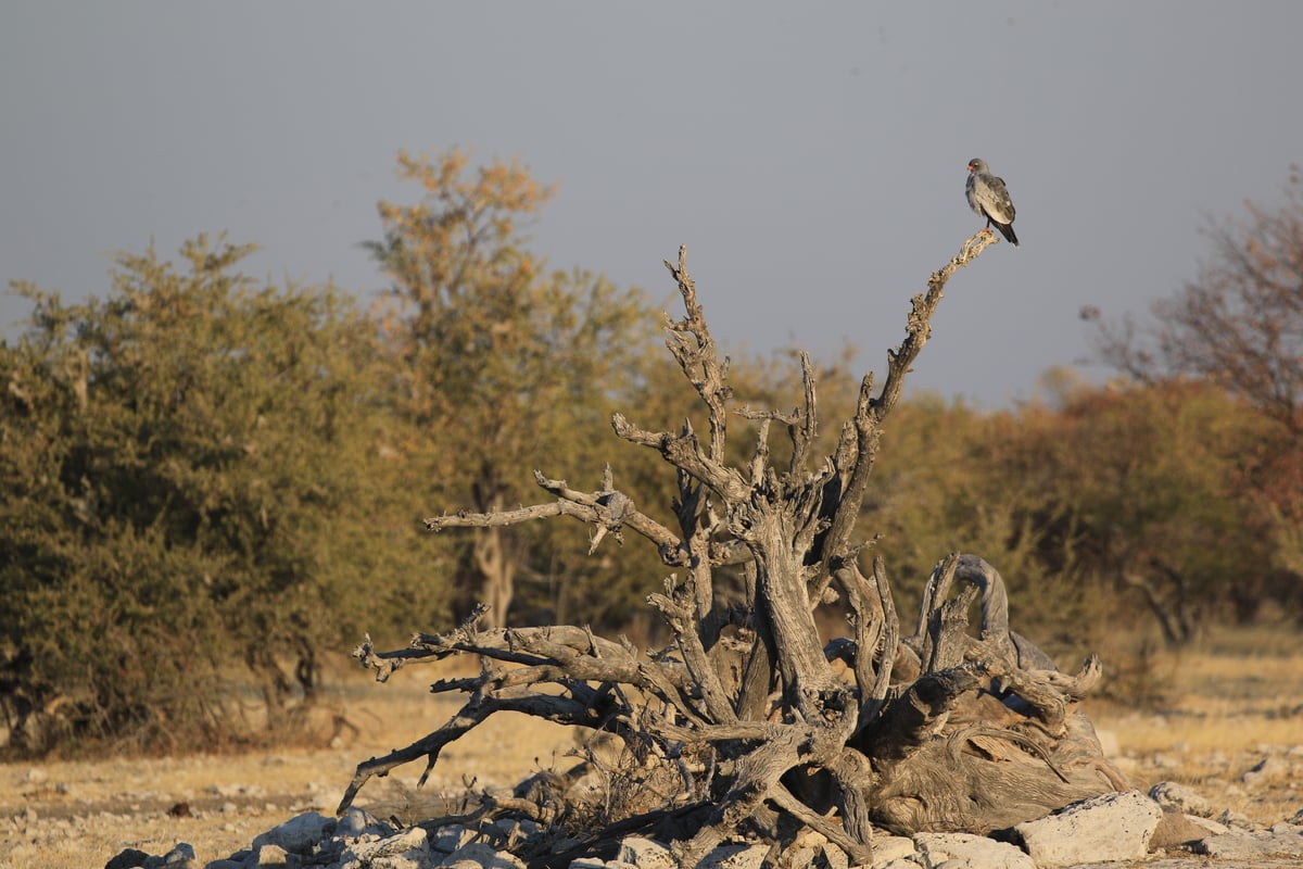 etosha bird of prey