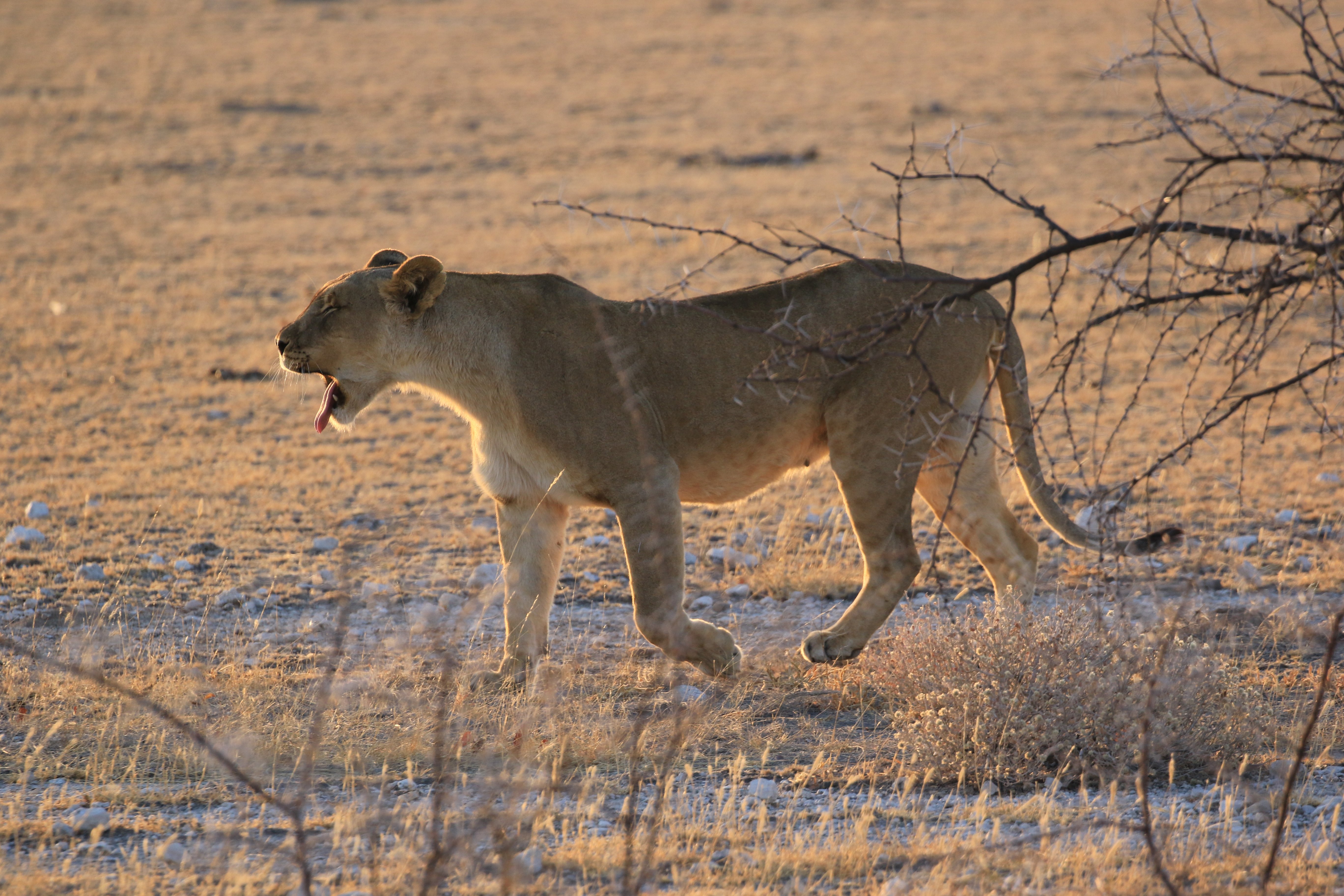 etosha lioness in the morning 3