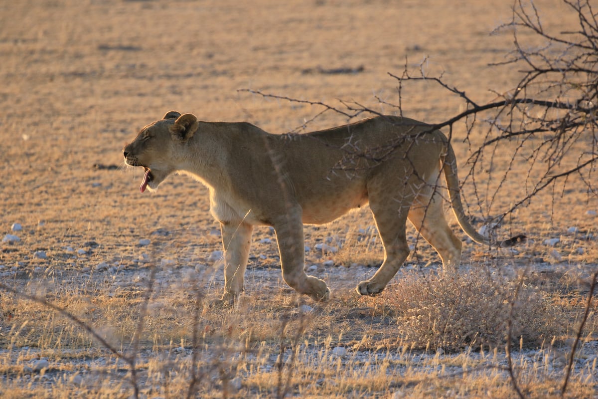 etosha lioness in the morning 3