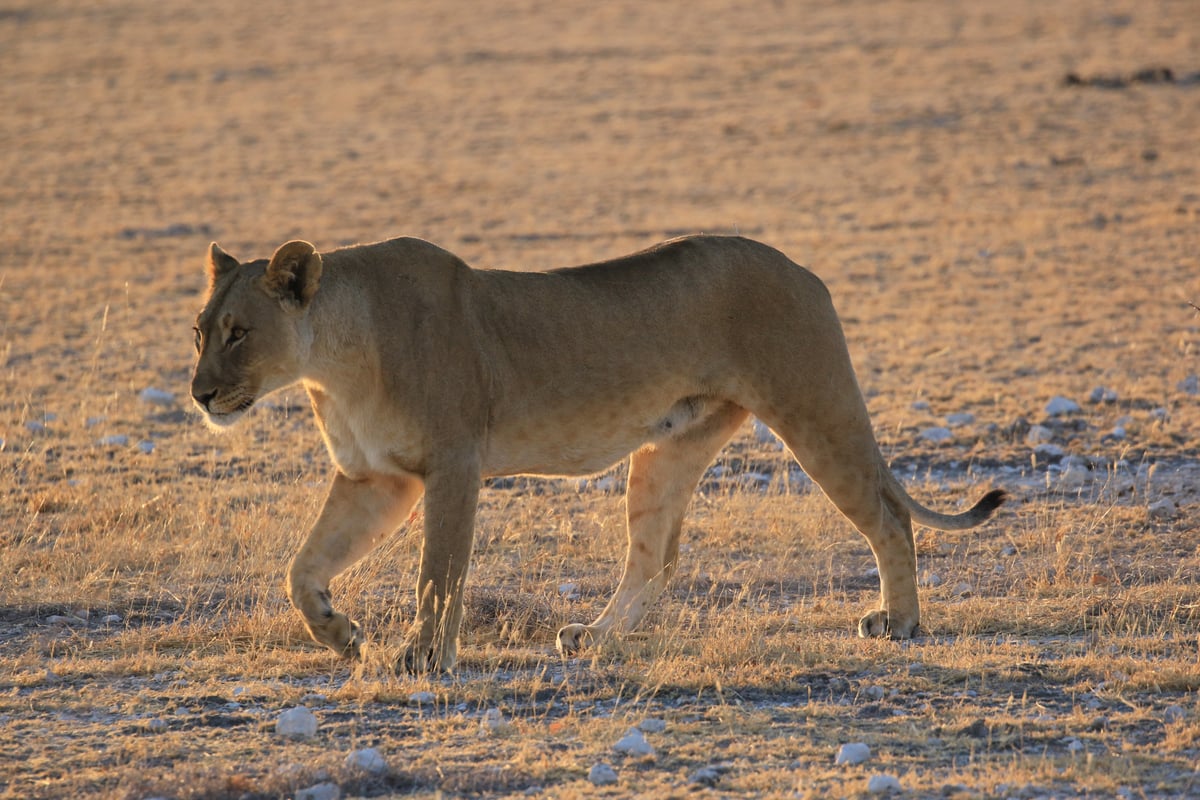 etosha lioness in the morning 2