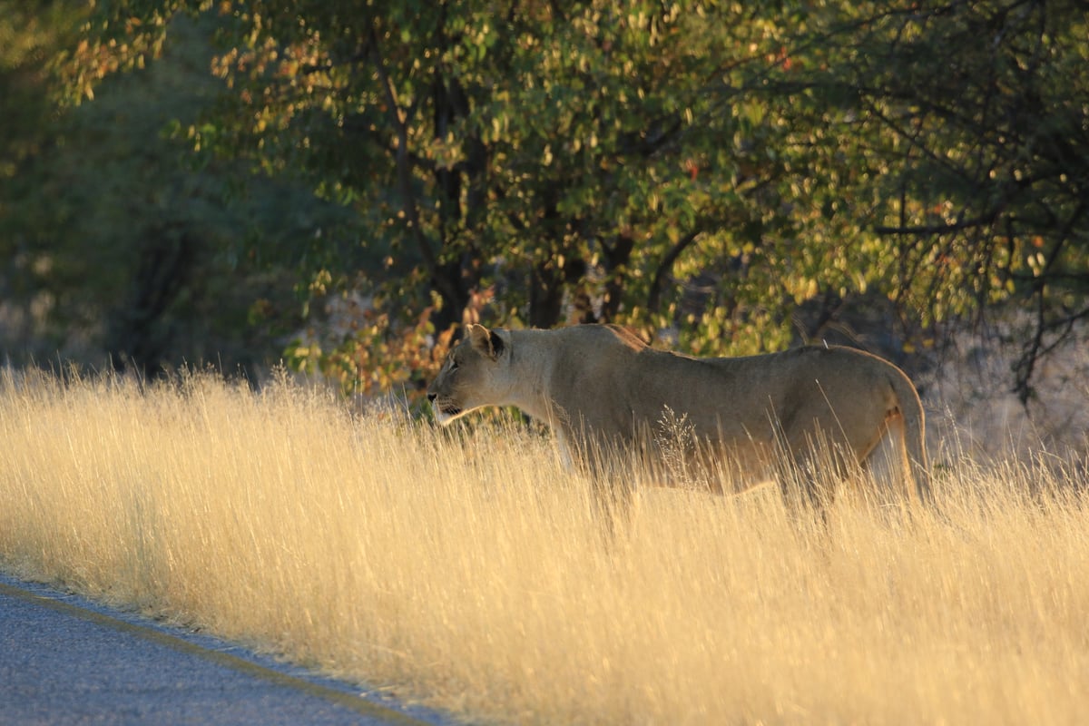 etosha lioness in the morning