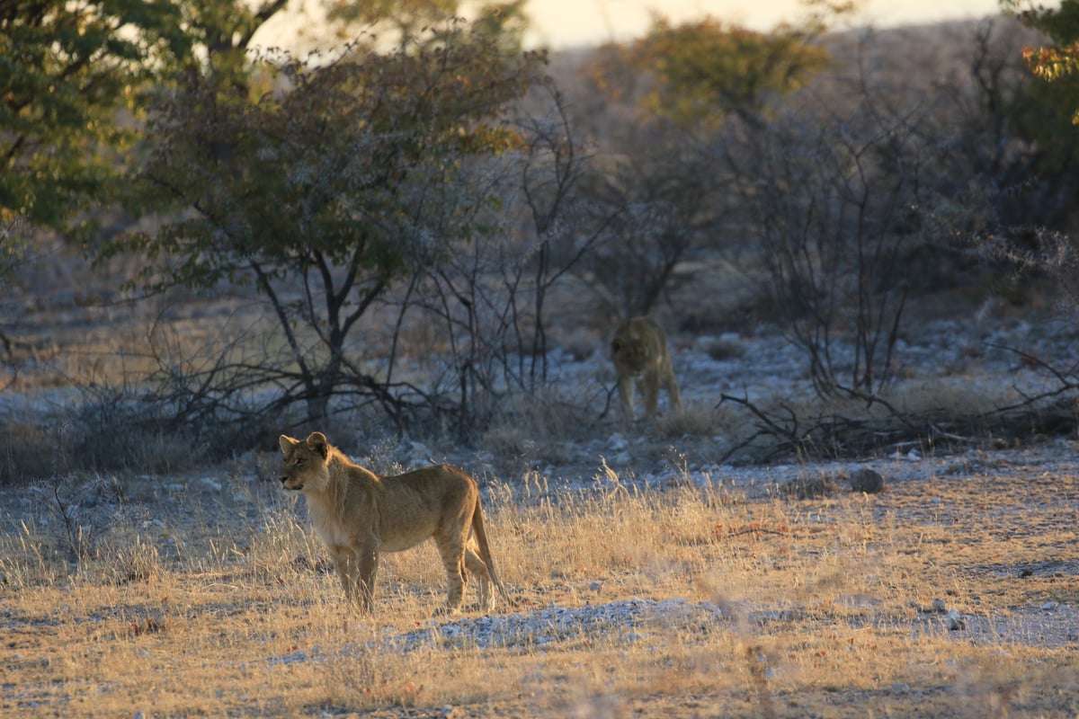 etosha two lioness in the morning 4