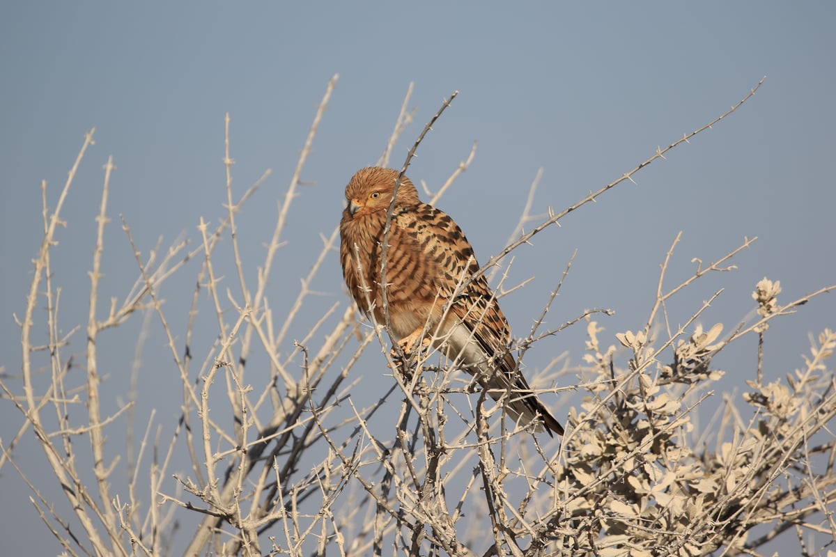 etosha kestrel 2