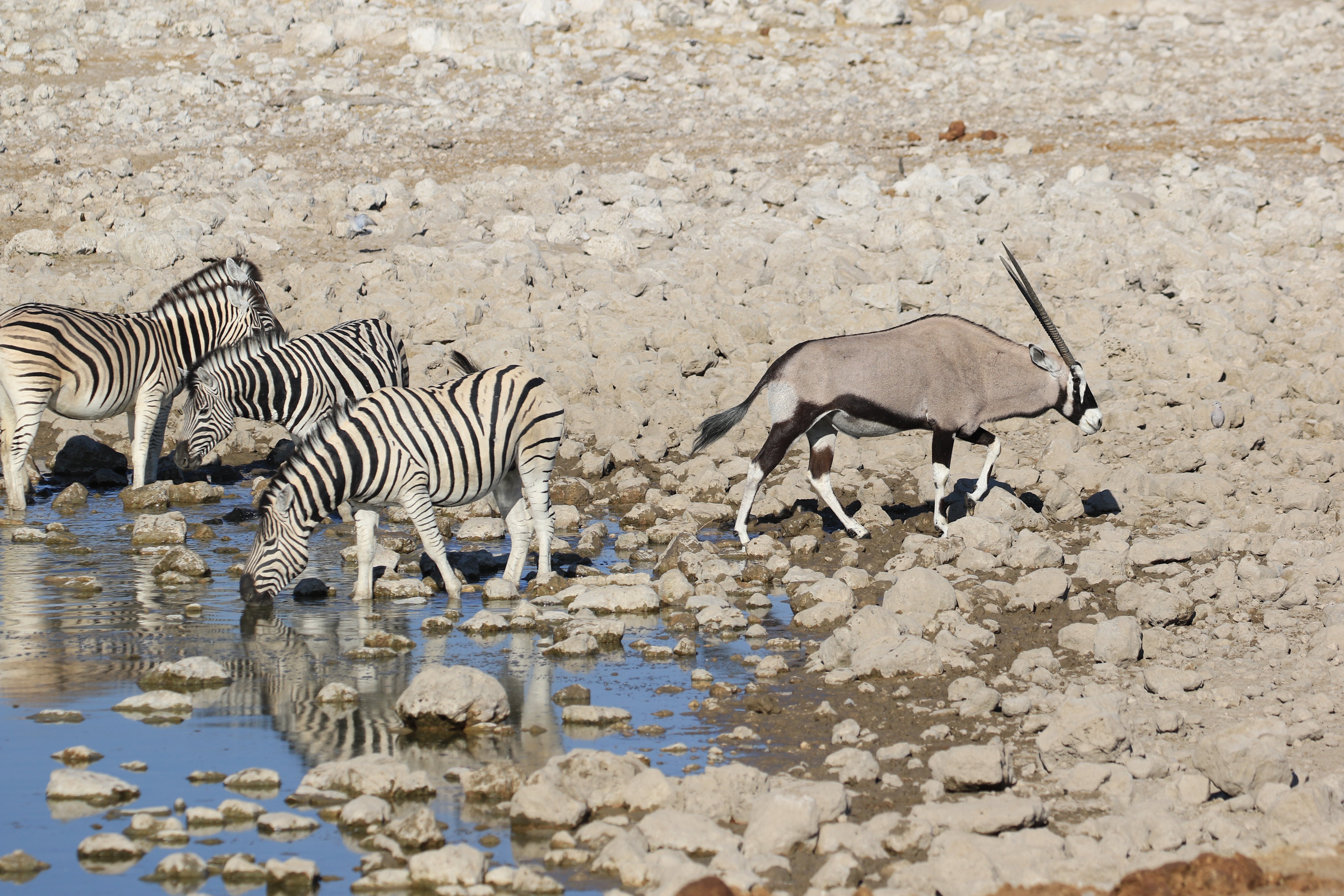 etosha watering hole zebra and oryx