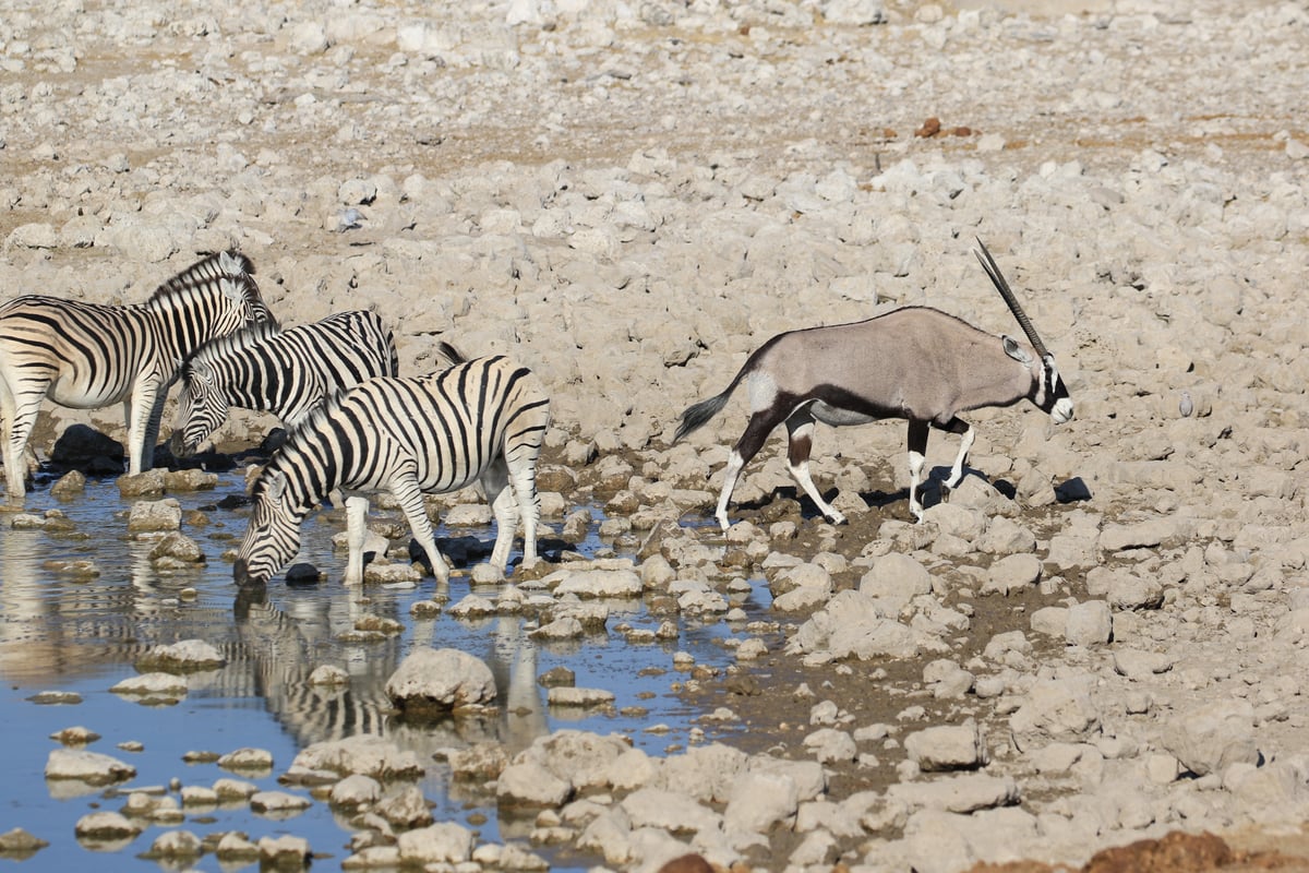 etosha watering hole zebra and oryx