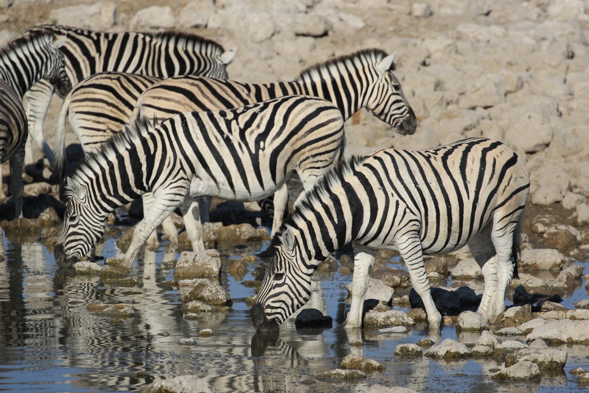 etosha watering hole zebra herd 3