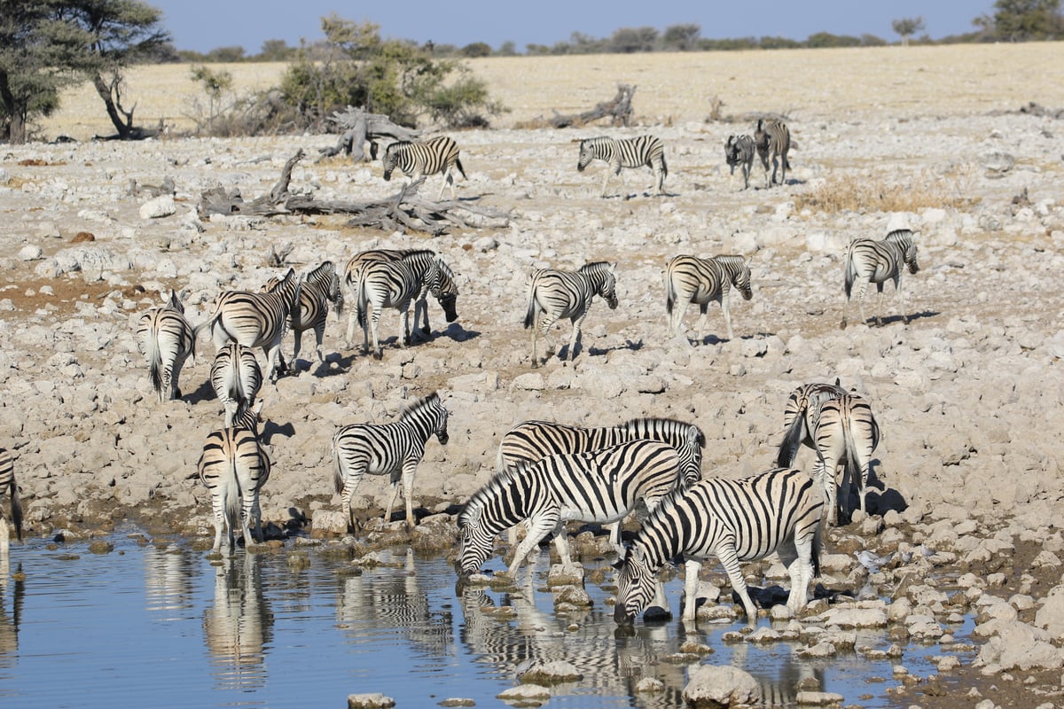 etosha watering hole zebra herd 2