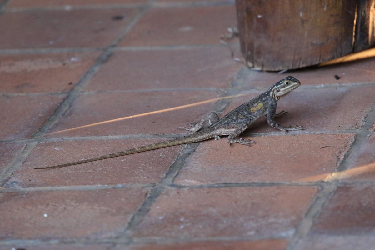 lizard