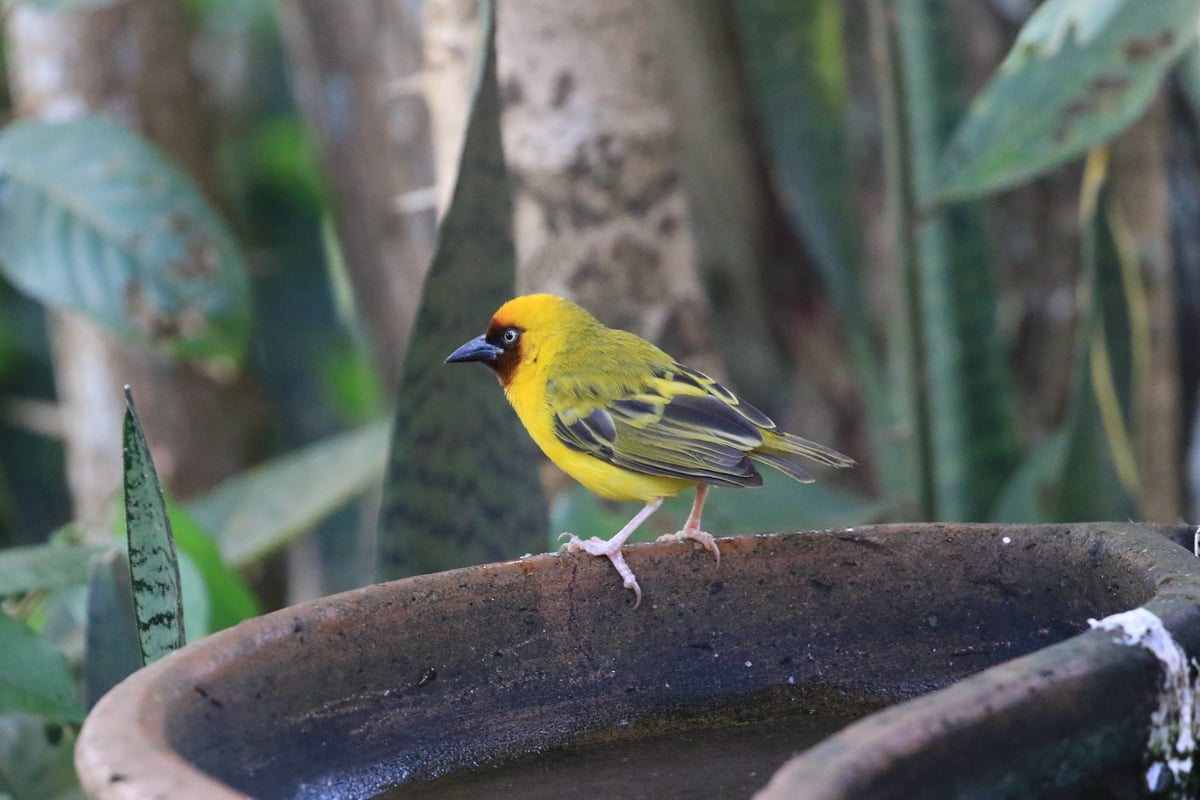 yellow bird