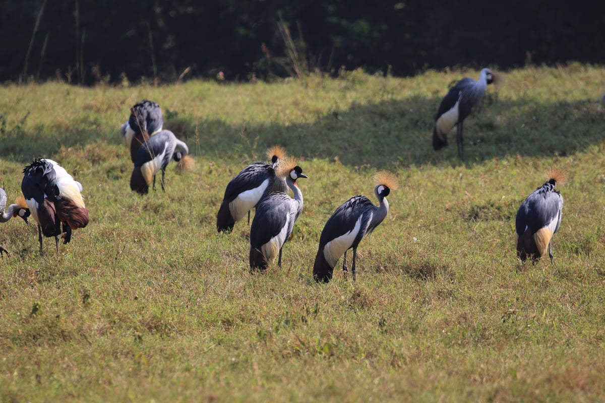 black crowned crane