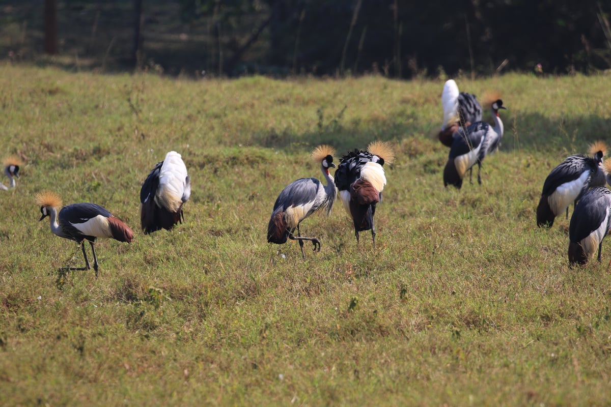 black grown cranes