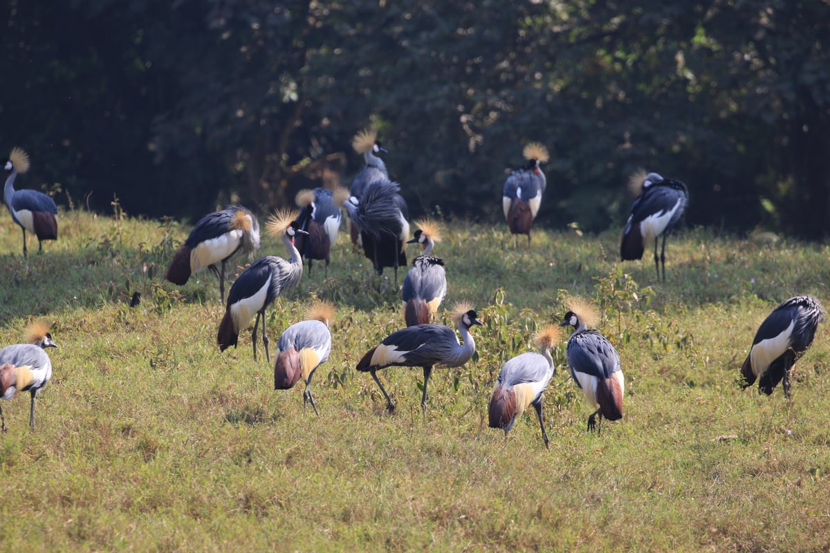 black crowned crane