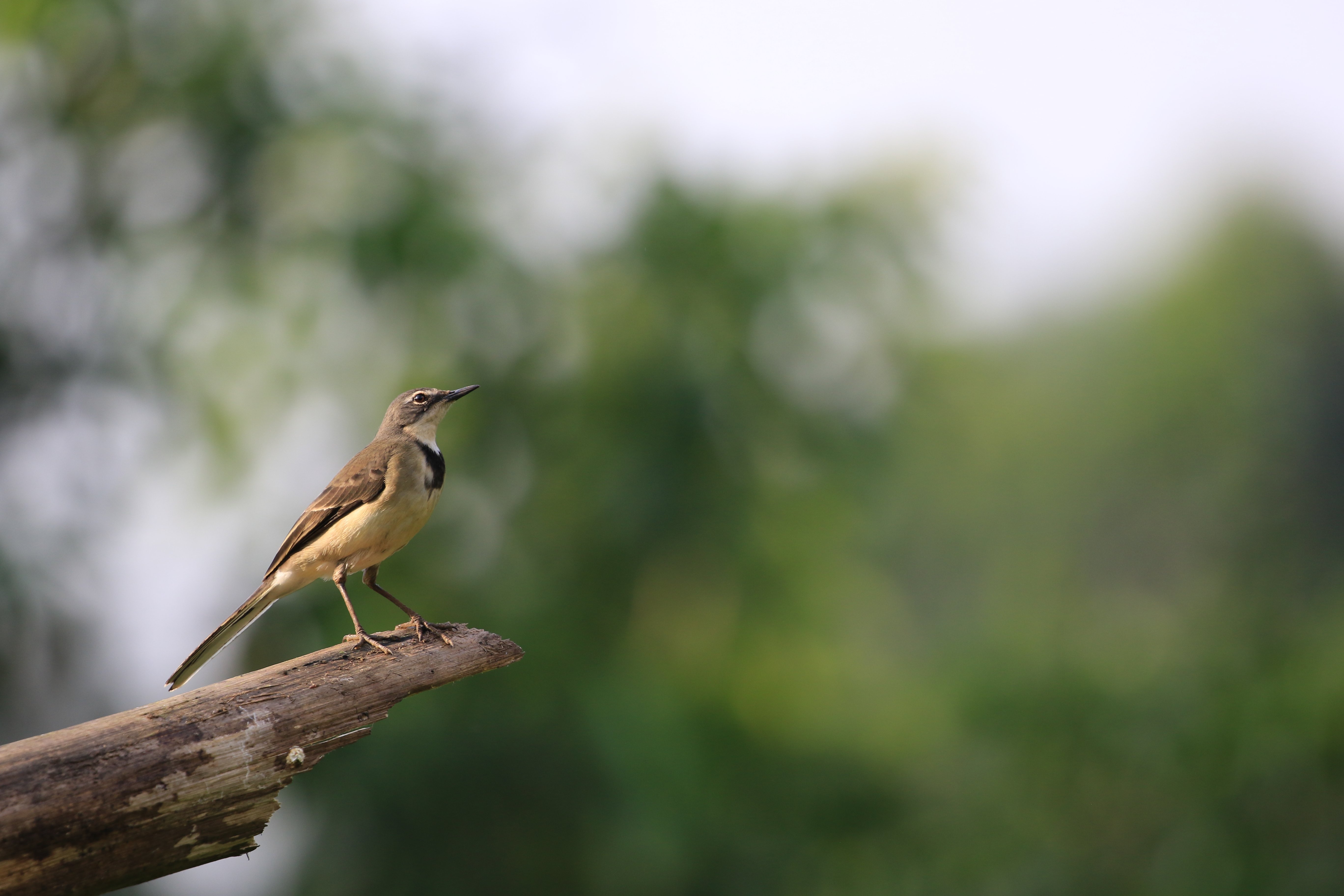 bird