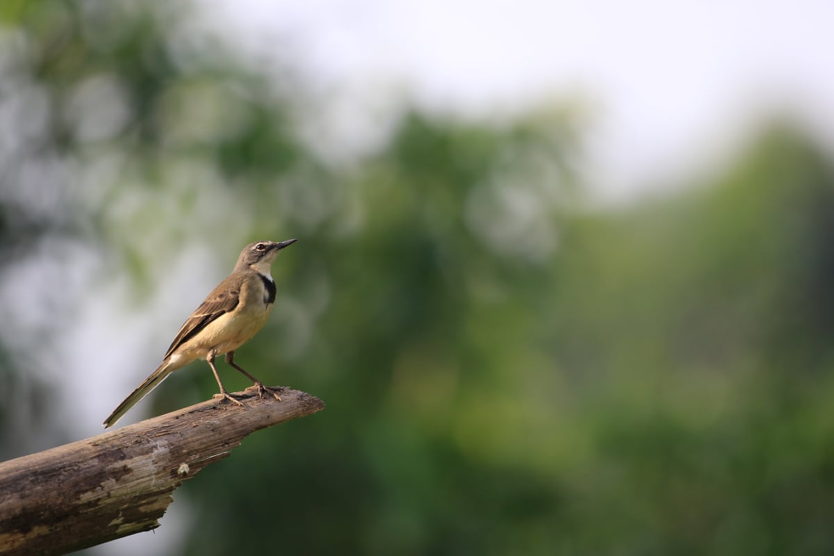 bird