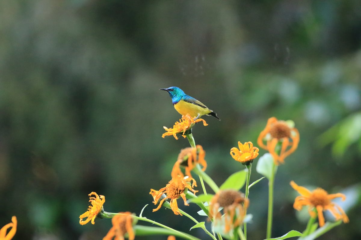 bird