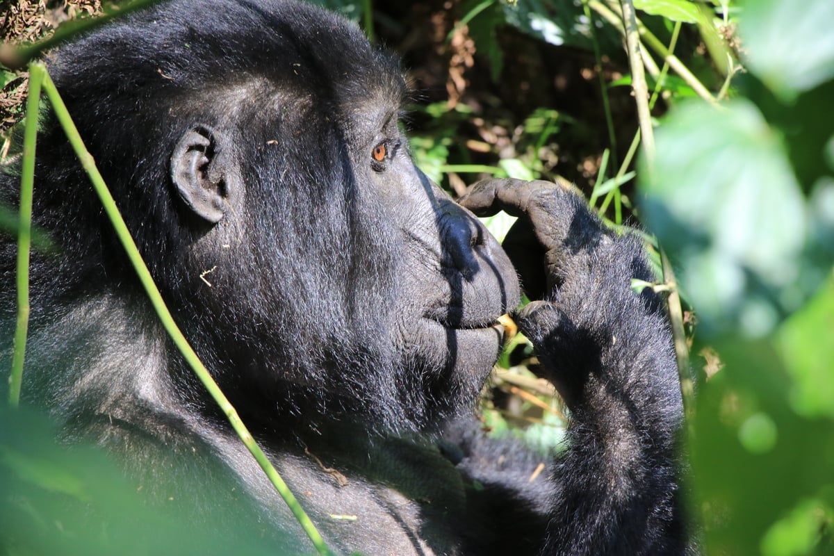 mountain gorilla