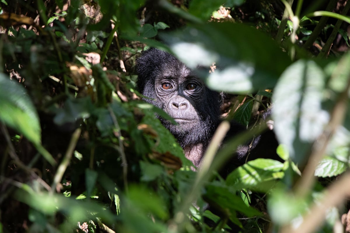 gorilla uganda day 1